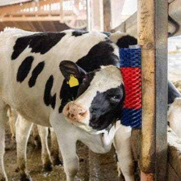 Półokrągła szczotka do bydła, niebieska/czerwona - XL