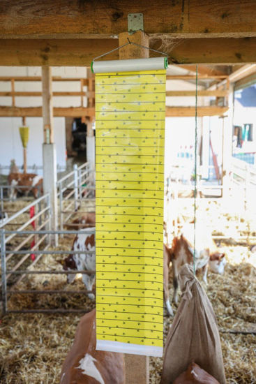 Flymaster vliegenrol 7 mtr - 30 cm