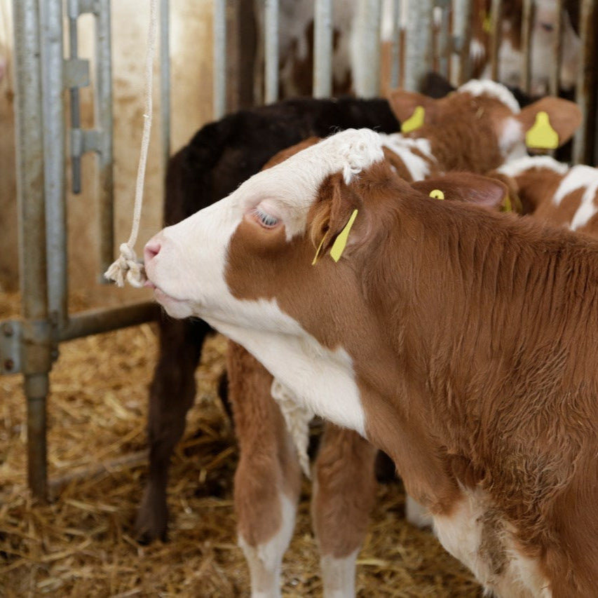 Play rope calves - Various sizes