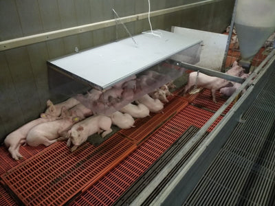 Venke IR 100 Watt chauffage stable IP66