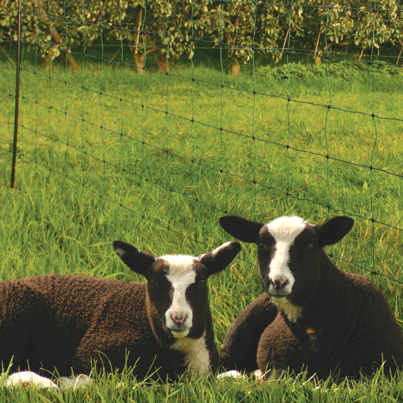 Filet à mouton, vert, 50 mtr / 84 cm