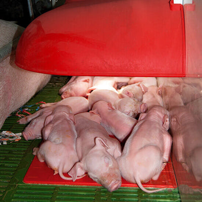 Refugio móvil NI-2 40 Doble apertura