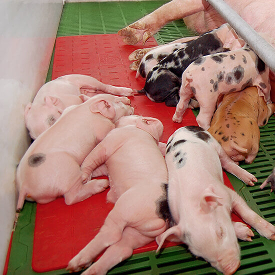 Plaque chauffée électriquement