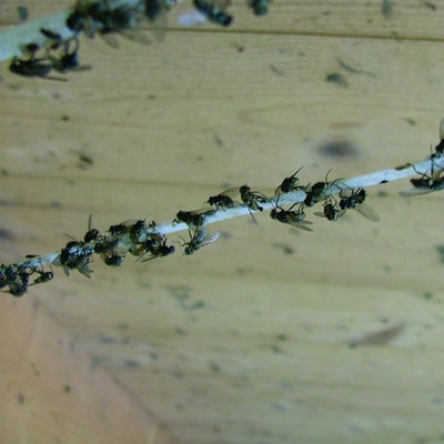 Silva Vliegenkleefband vervangrol 500 meter