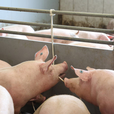 Cuerda para jugar - Varios tamaños