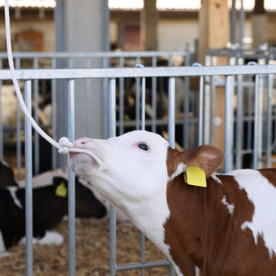 Veaux en corde - Différentes tailles