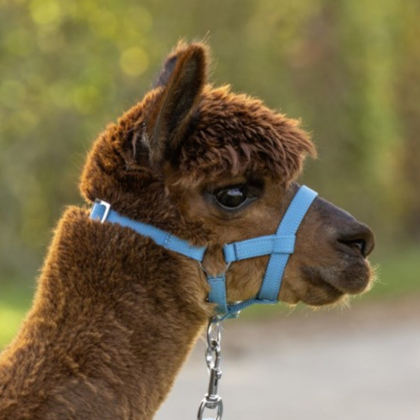 Halster Alpaca verstelbaar 20mm