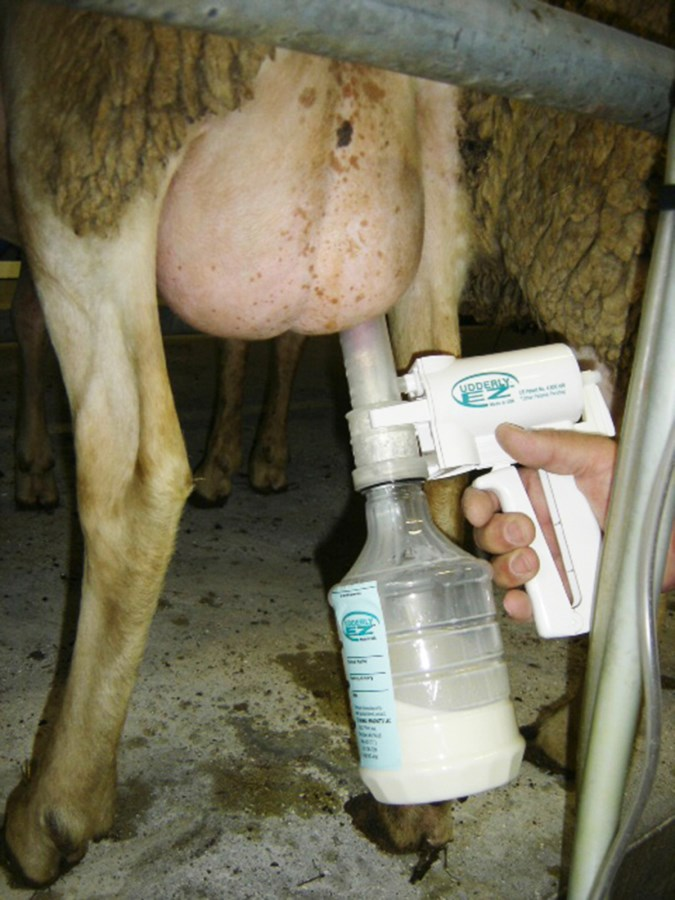 Milk pump set for sheep and goats