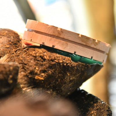 Block Bond Adhésif pour sabots 200ml