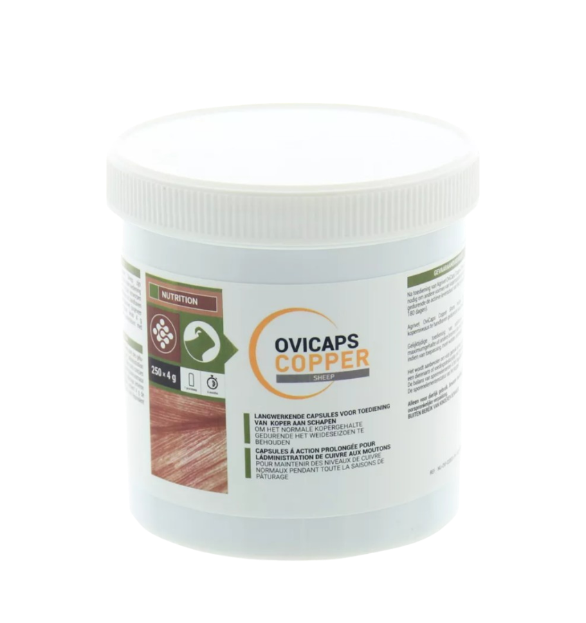 OviCaps Mouton cuivré - 250 pièces