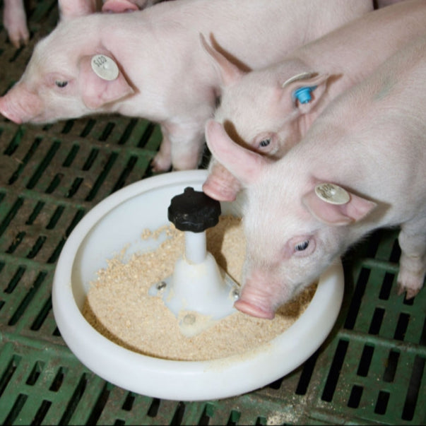 Bol d'alimentation pour porcelets, plastique 2.5l avec crochet en T