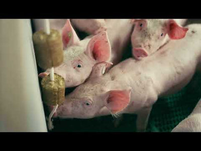 Lax Luzerne speeltouw - 2 stuks