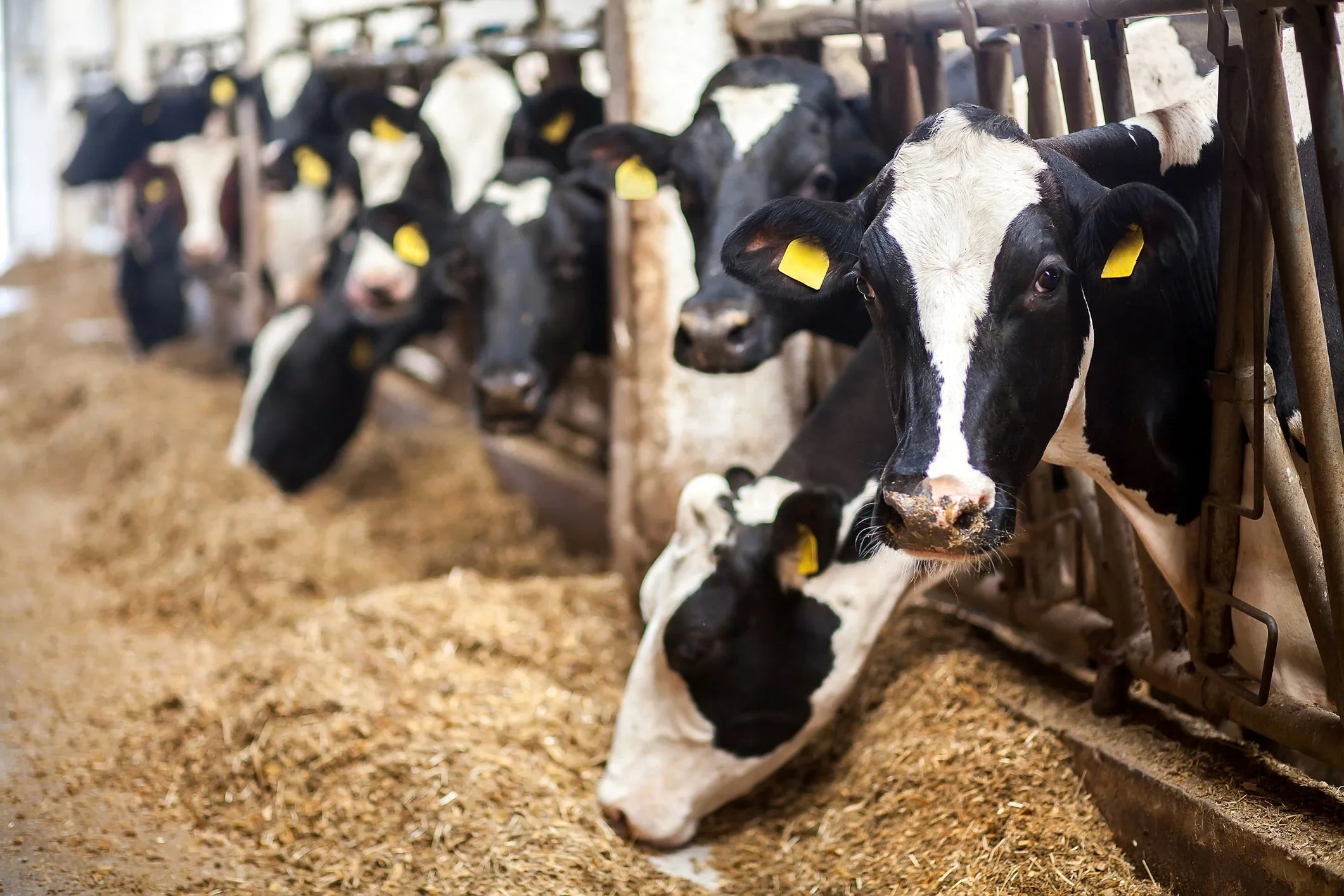 Distraction Material Drinking Water Systems for Cattle | Stable Brothers – Stable brothers