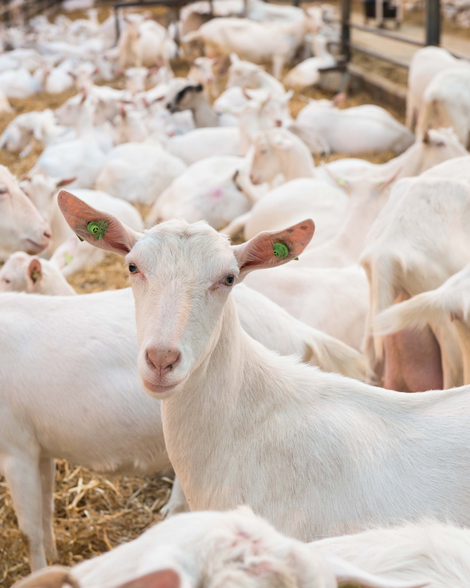Distraction Material Sheep & Goat Farming: From Lambing to Pasture | Stable Brothers ...