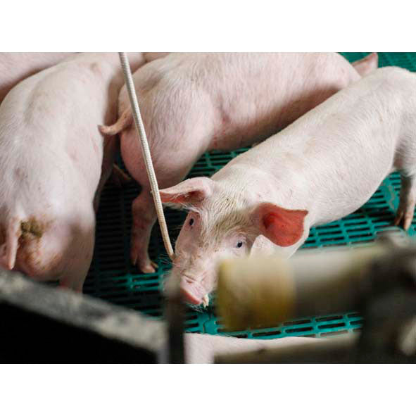 Braided cotton play rope - Various variants