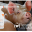 SecureCattle® 1000ml